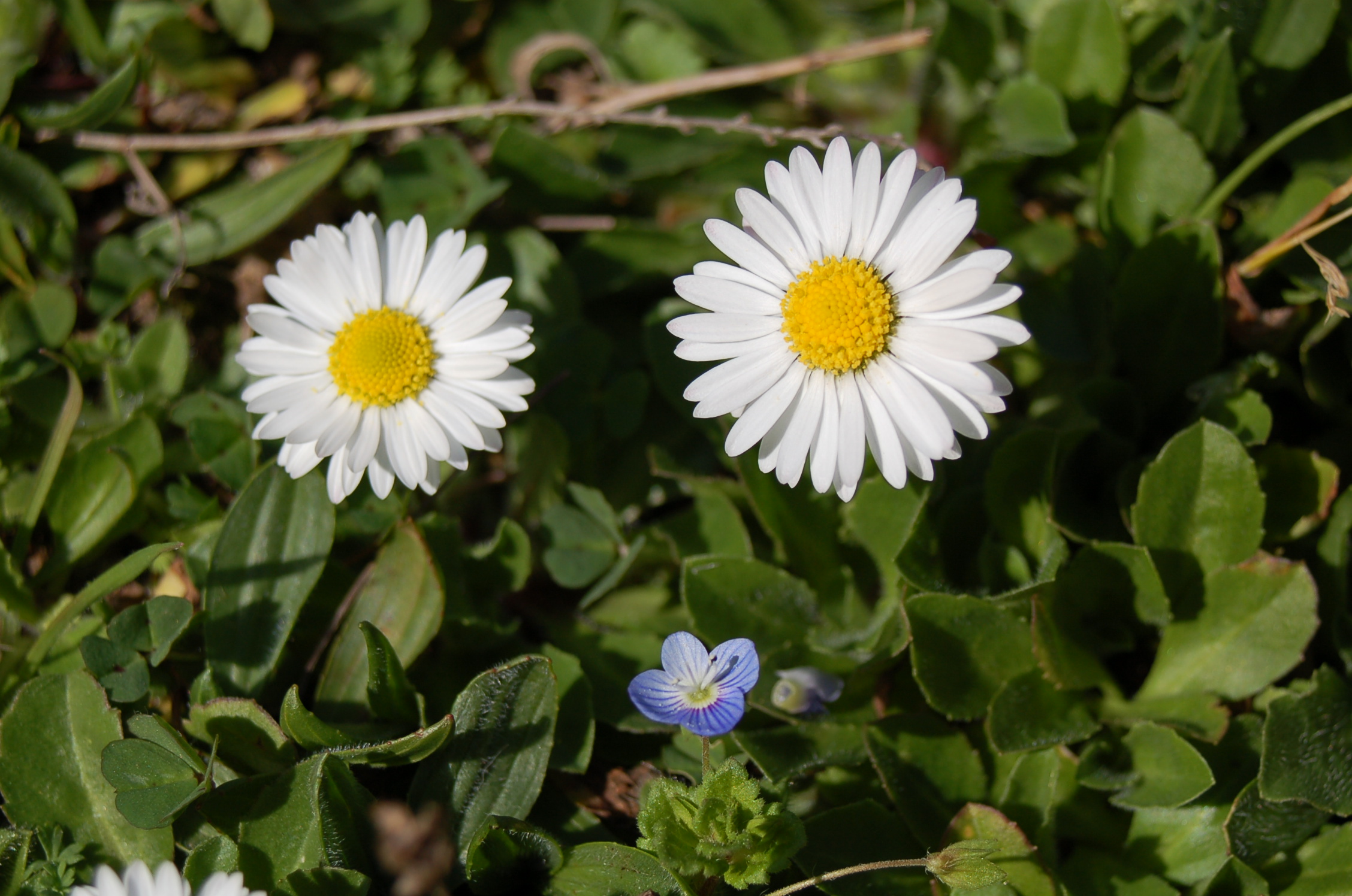 Wallpapers Nature Flowers 