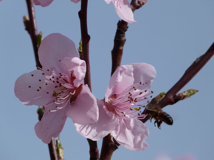 Wallpapers Nature Flowers Fleurs de pcher de vigne 