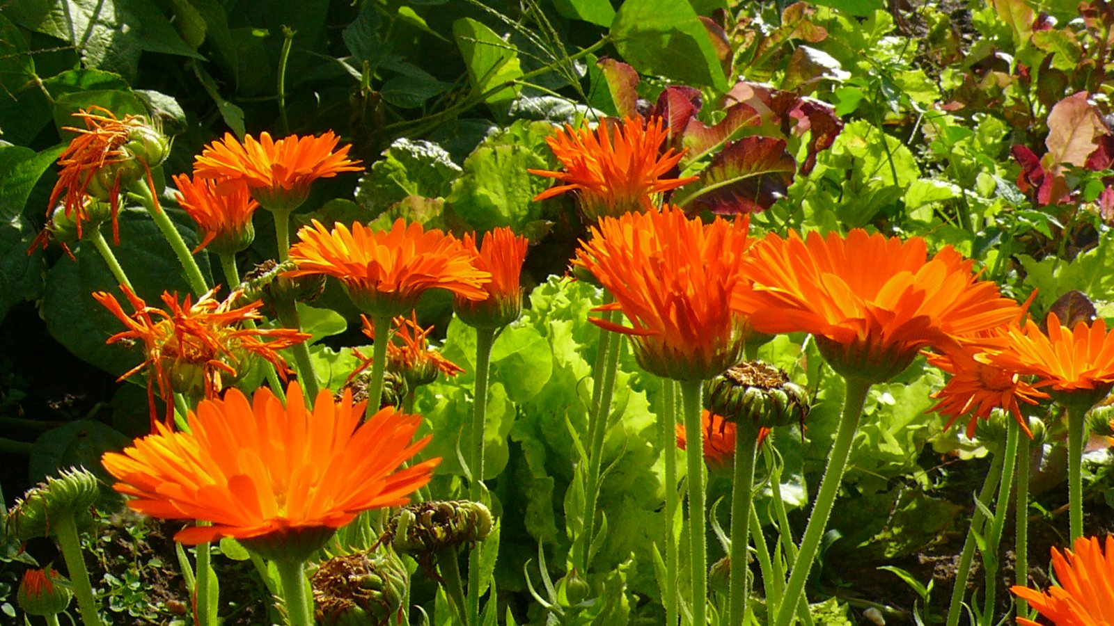 Fonds d'cran Nature Fleurs 