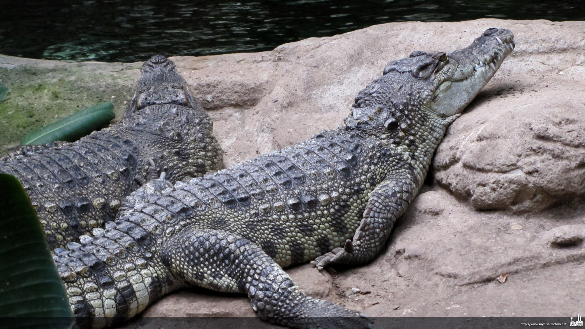 Wallpapers Animals Crocodile - Alligator - Caiman Crocodiles