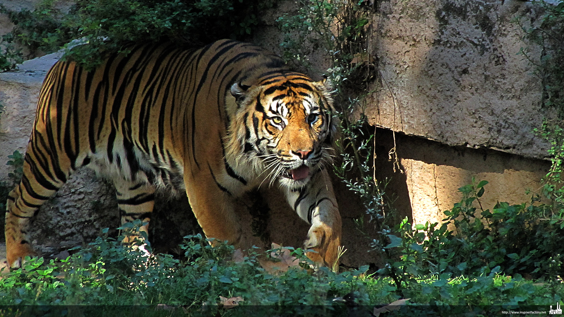 Fonds d'cran Animaux Flins - Tigres Tigre 