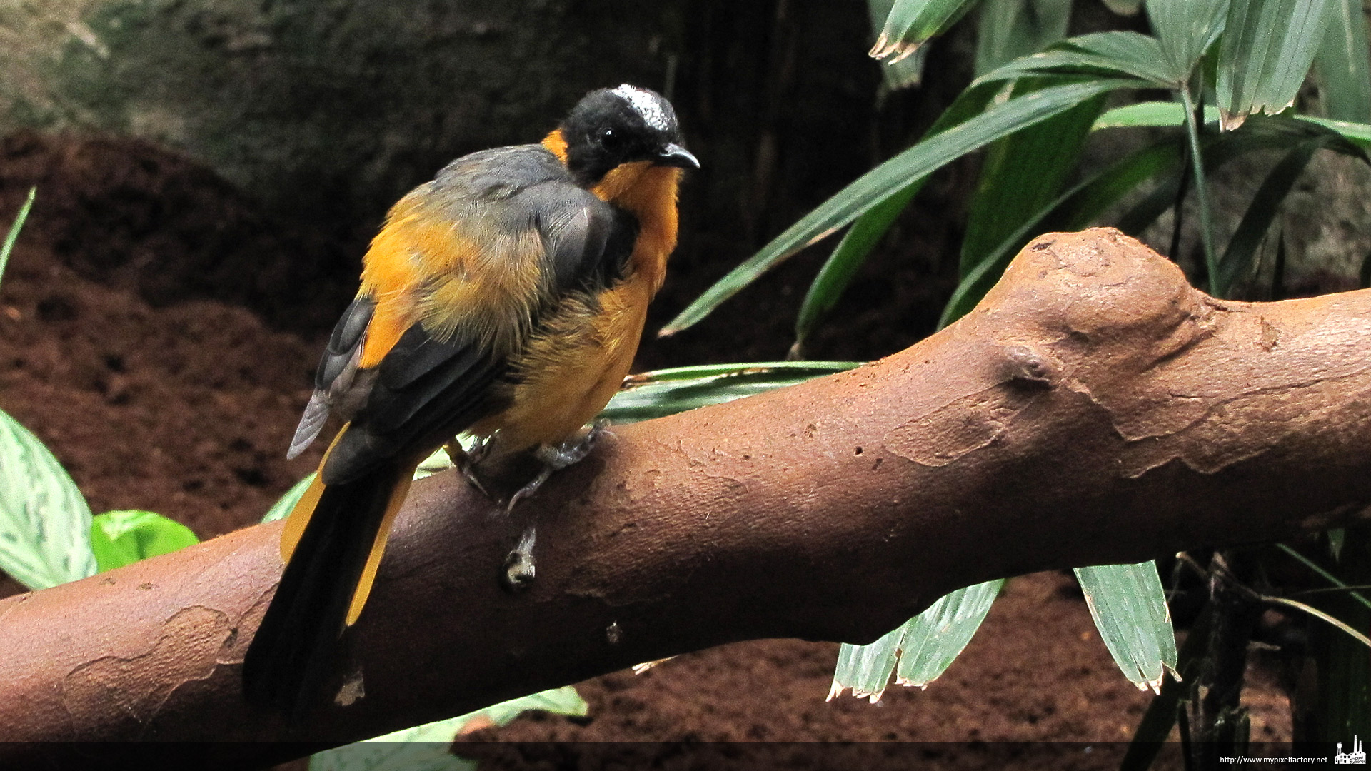 Fonds d'cran Animaux Oiseaux - Divers oiseau (zoo de Barcelone)