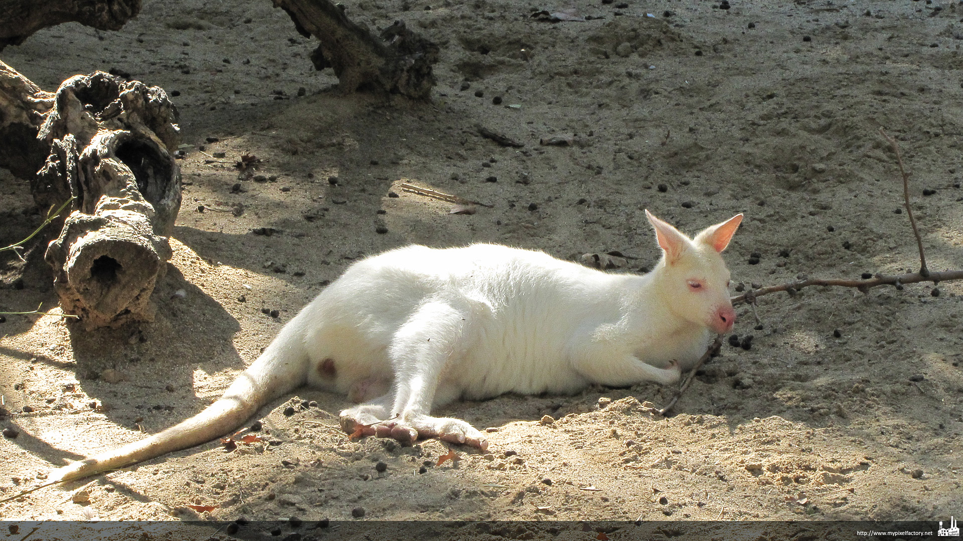 Wallpapers Animals Kangourous kangourou blanc