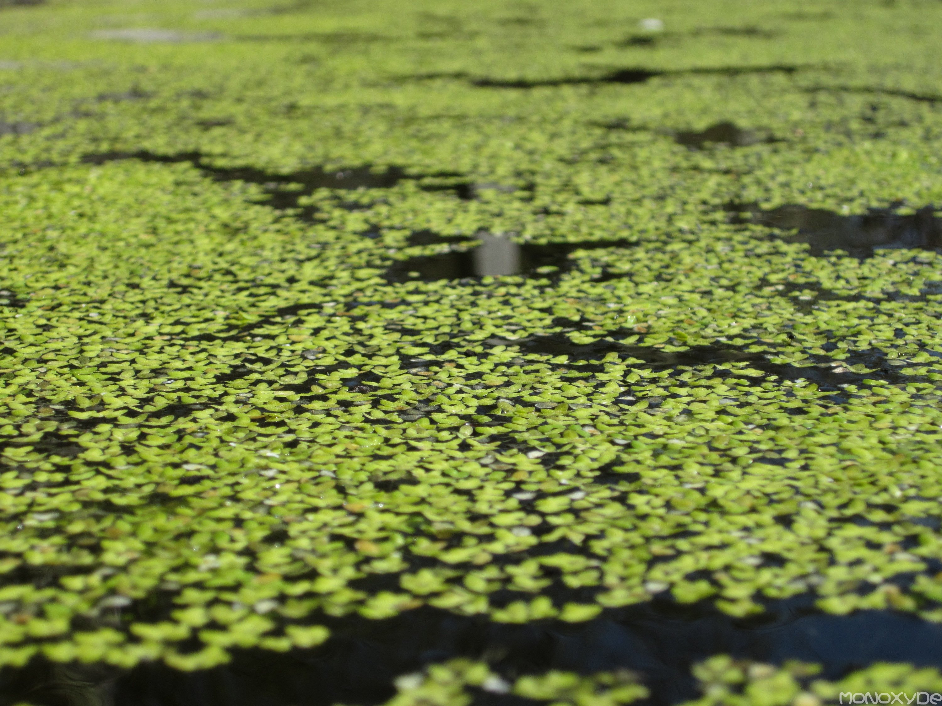 Wallpapers Nature Water 