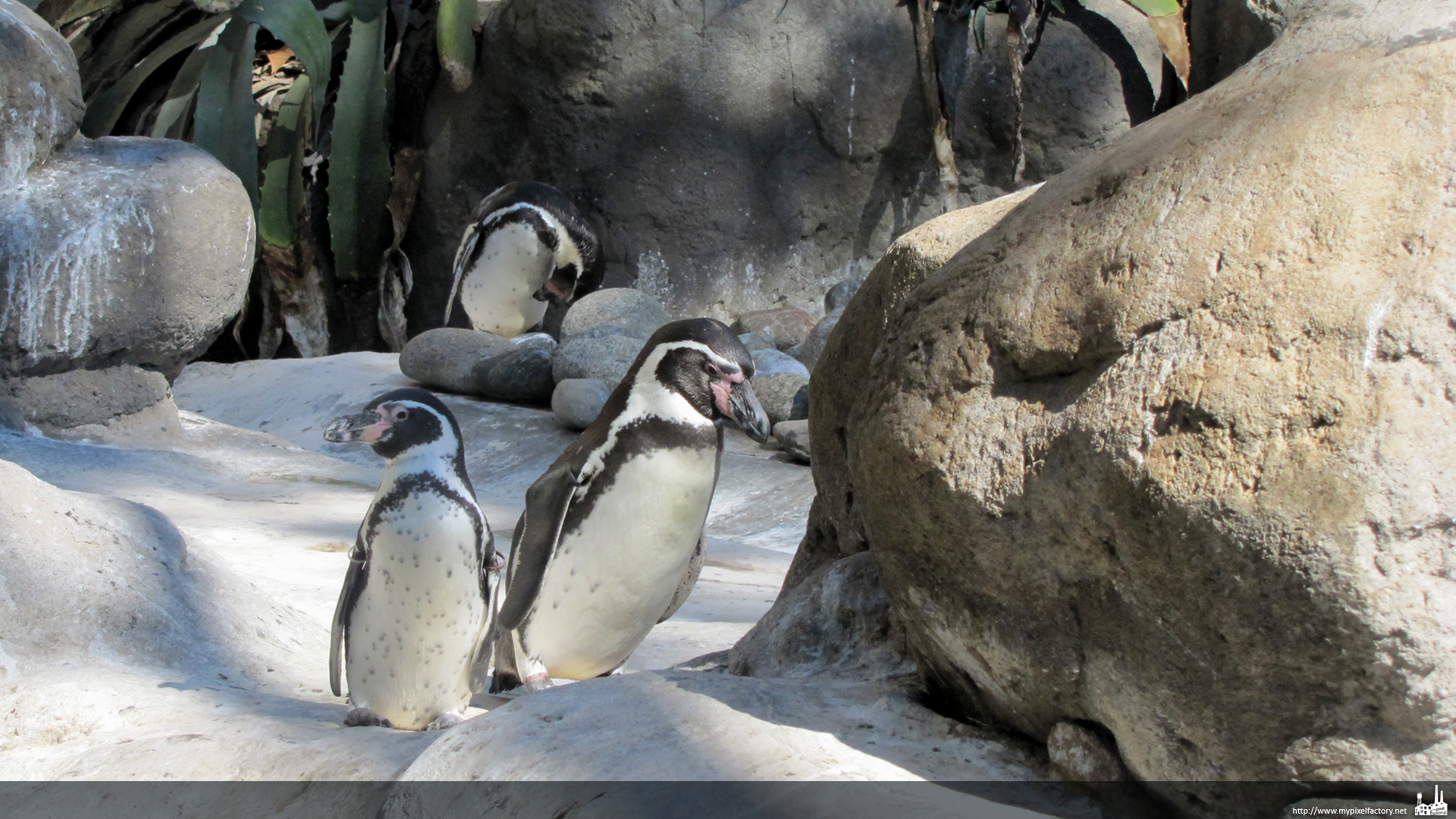 Fonds d'cran Animaux Oiseaux - Manchots groupe de Manchot de Humboldt 