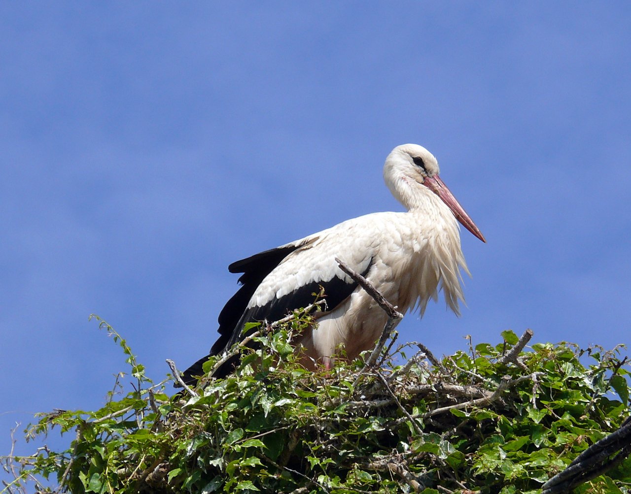 Wallpapers Animals Birds - Storks 