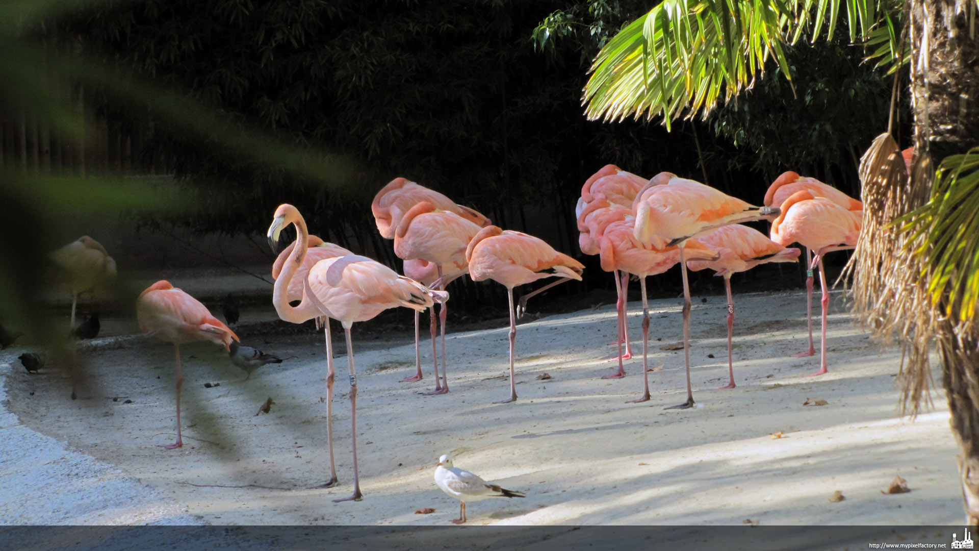 Wallpapers Animals Birds - Flamingos Flamand rose