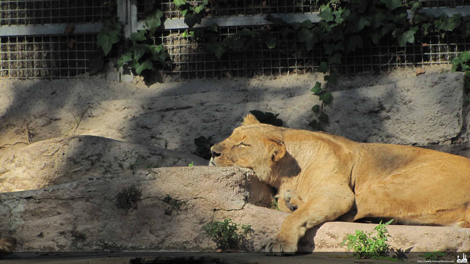 Wallpapers Animals Felines - Lions sieste de la lionne