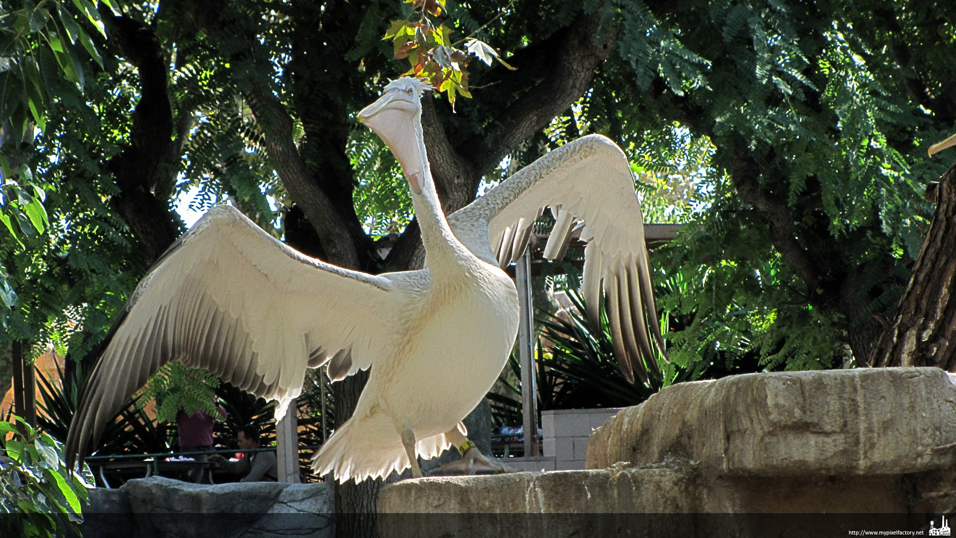 Fonds d'cran Animaux Oiseaux - Plicans Pelican