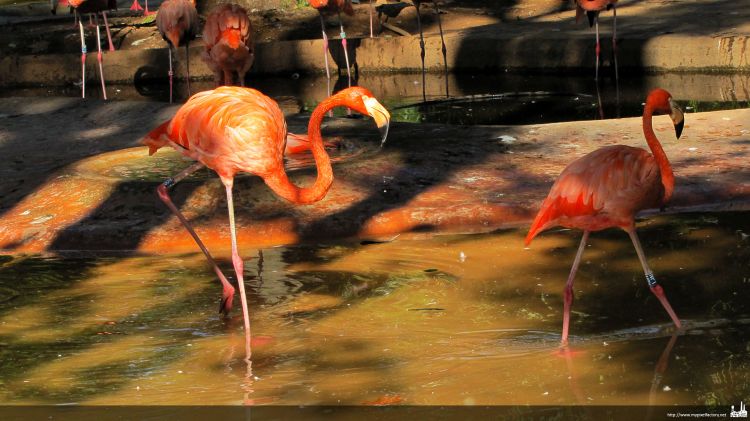 Fonds d'cran Animaux Oiseaux - Flamands roses Falmands roses, zoo de barcelone