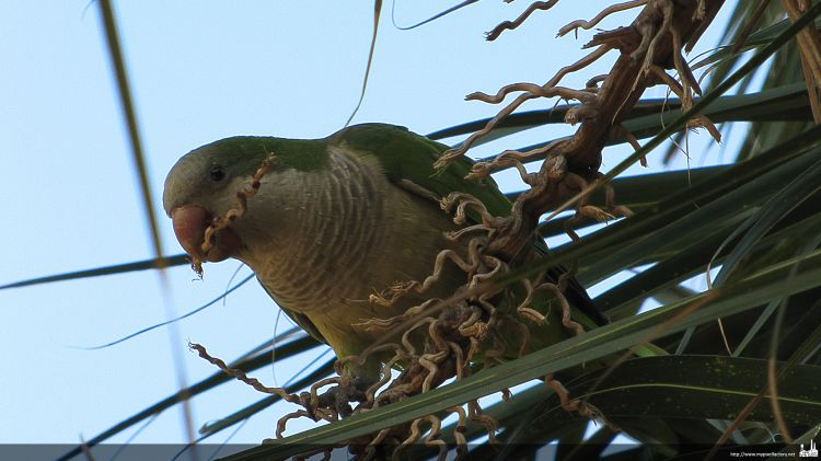 Wallpapers Animals Birds - Budgies une prruche