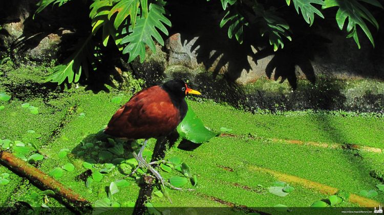 Fonds d'cran Animaux Oiseaux - Divers oiseau (zoo de Barcelone)