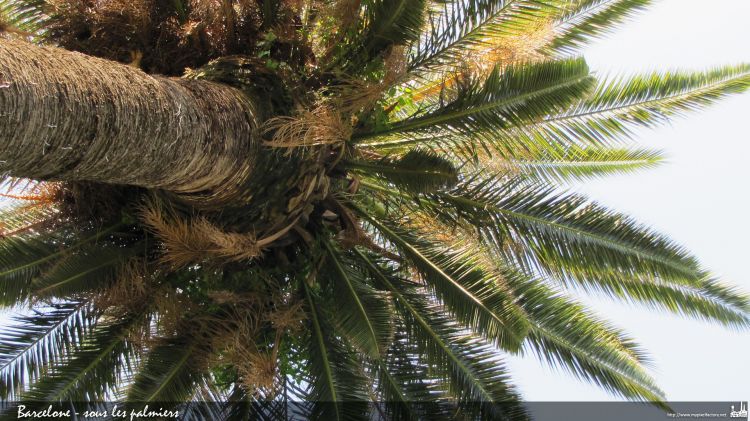 Fonds d'cran Nature Arbres - Forts Décontracter, a l'ombre d'un palmier