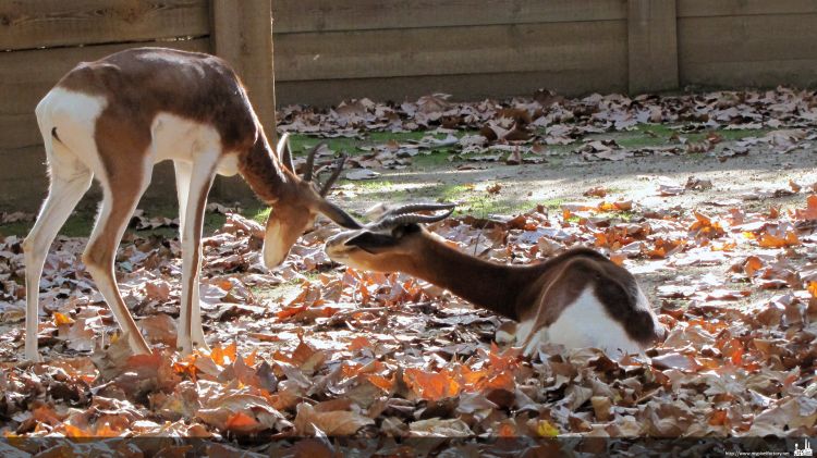 Fonds d'cran Animaux Impalas Impalas (je crois)