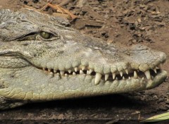  Animals Crocodiles