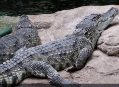  Animals Crocodiles