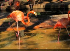  Animals Falmands roses, zoo de barcelone