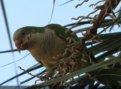  Animaux une prruche