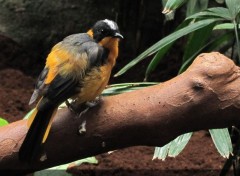  Animaux oiseau (zoo de Barcelone)