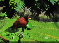  Animaux oiseau (zoo de Barcelone)