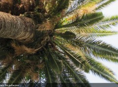  Nature Décontracter, a l'ombre d'un palmier