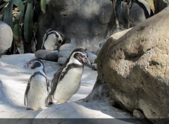  Animals groupe de Manchot de Humboldt 