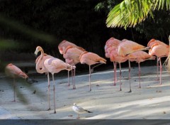  Animaux Flamand rose