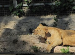  Animals sieste de la lionne