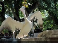  Animals Pelican