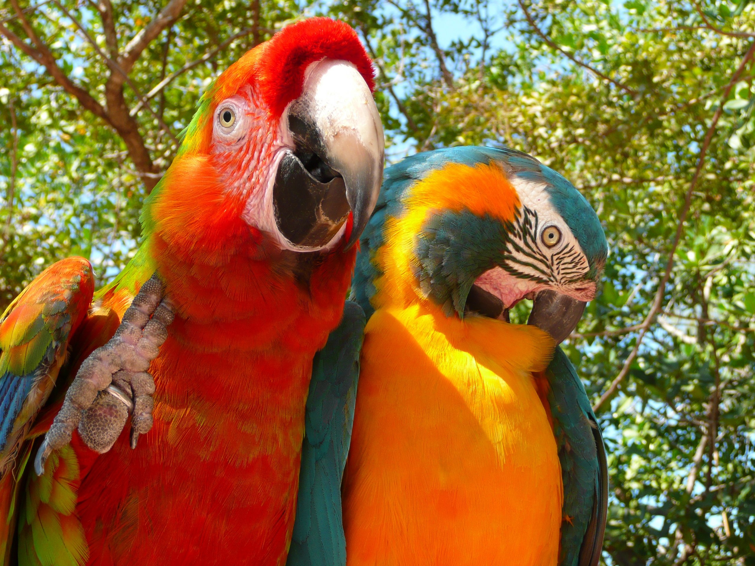 Fonds d'cran Animaux Oiseaux - Perroquets 