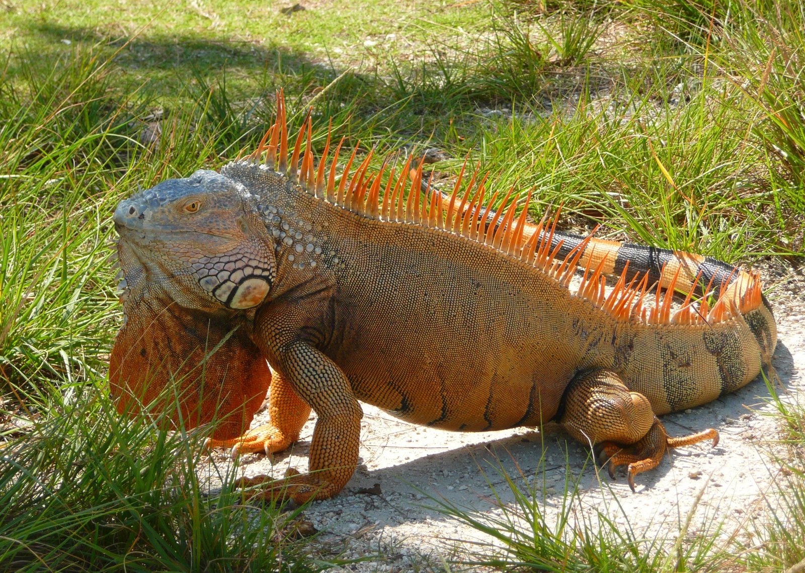 Fonds d'cran Animaux Iguanes Iguane de floride