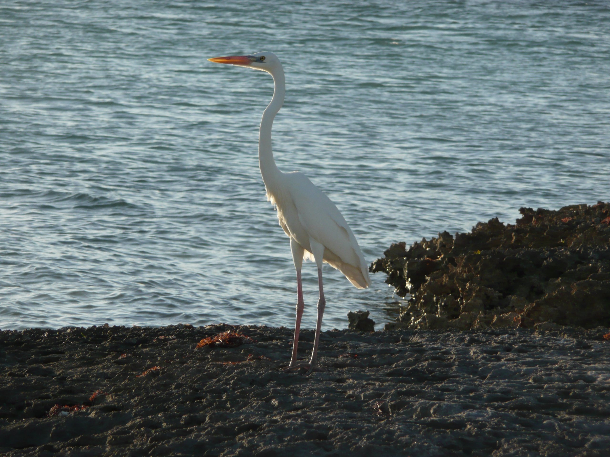 Fonds d'cran Animaux Oiseaux - Divers 