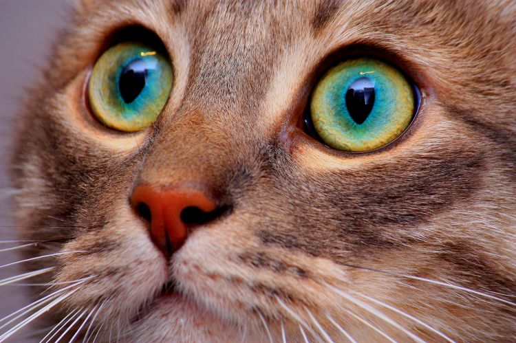 Fonds d'cran Animaux Chats - Chatons Eyes cat!!!