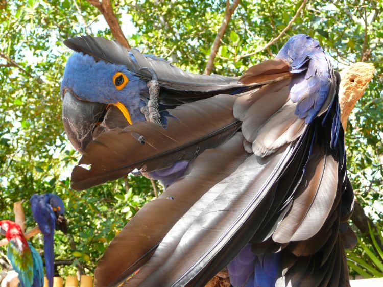 Fonds d'cran Animaux Oiseaux - Perroquets blue