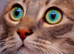  Animaux Eyes cat!!!