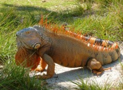  Animaux Iguane de floride