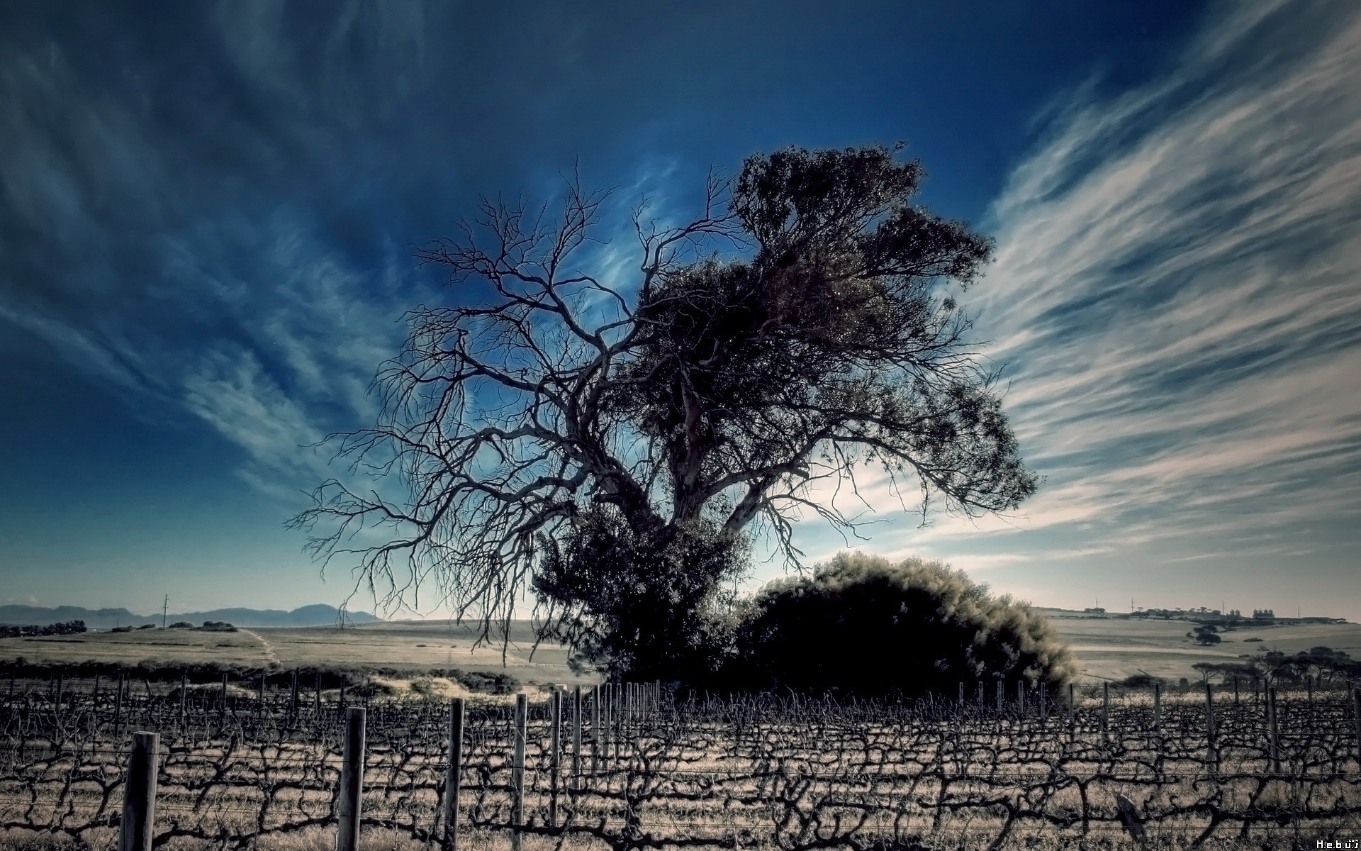 Fonds d'cran Nature Arbres - Forts 