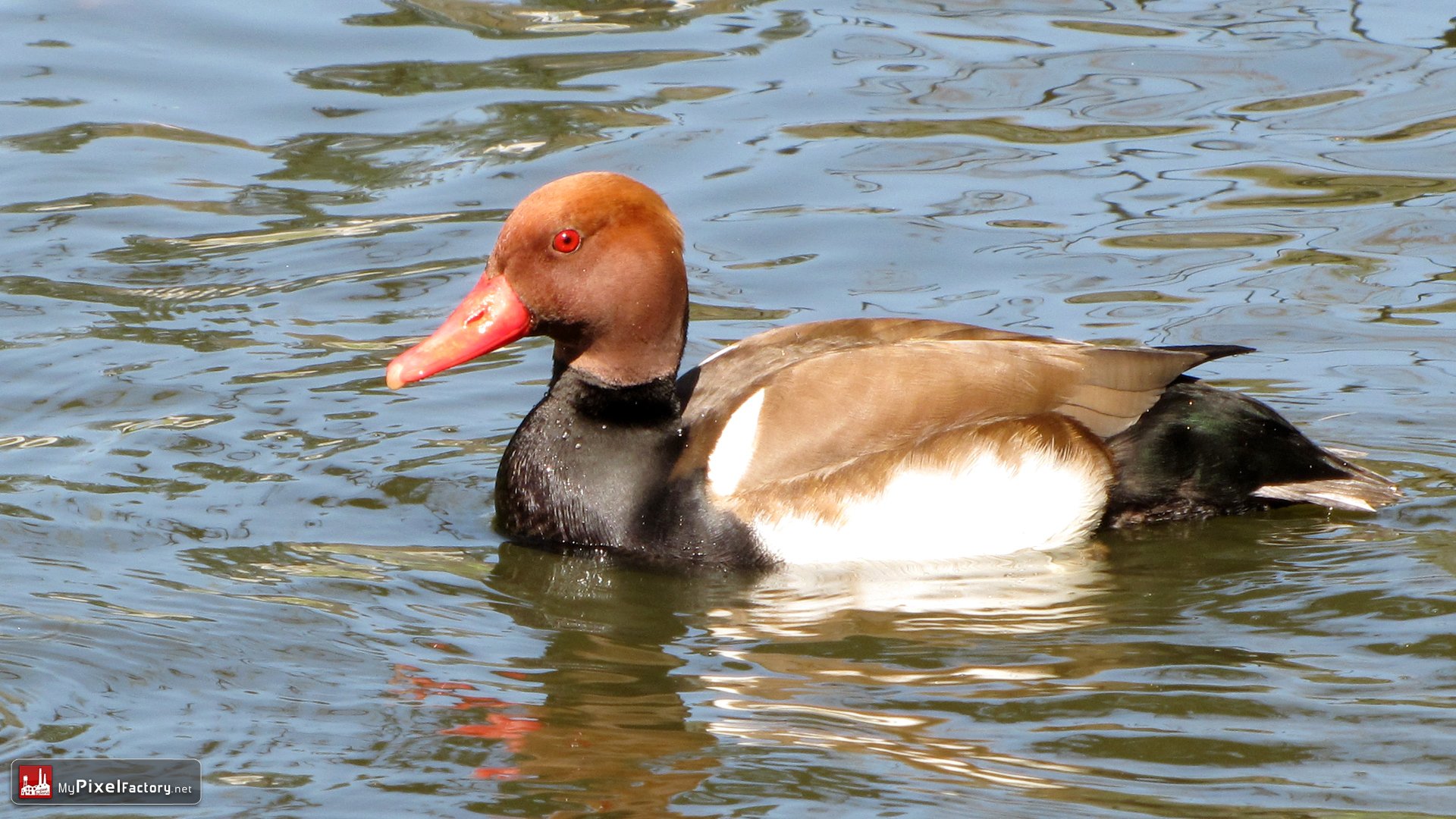 Fonds d'cran Animaux Oiseaux - Canards un canard