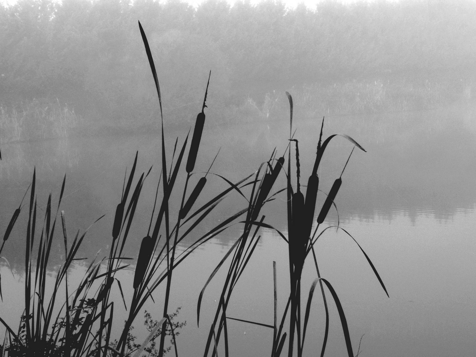 Fonds d'cran Nature Lacs - Etangs 