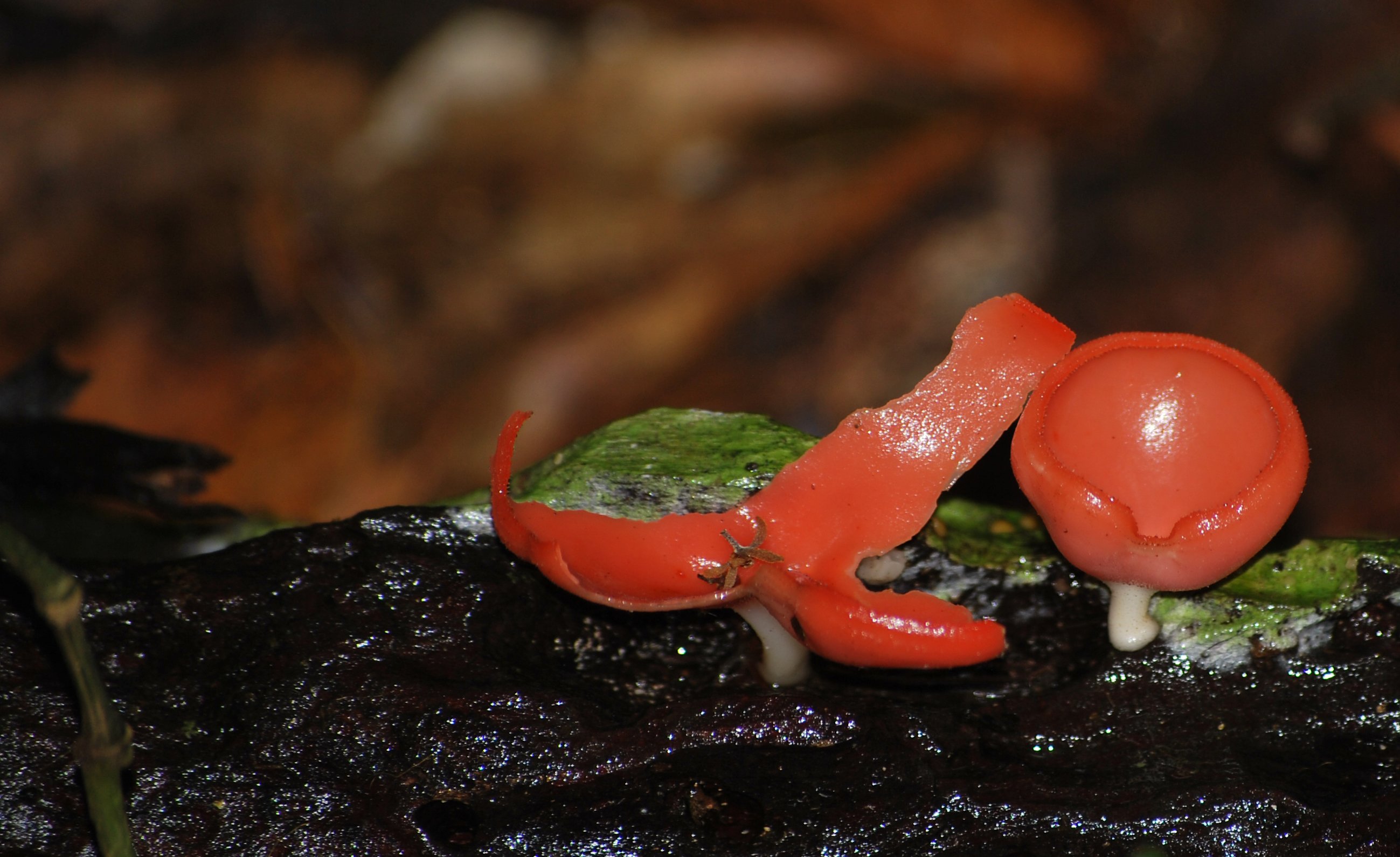 Fonds d'cran Nature Champignons Champinions Oo