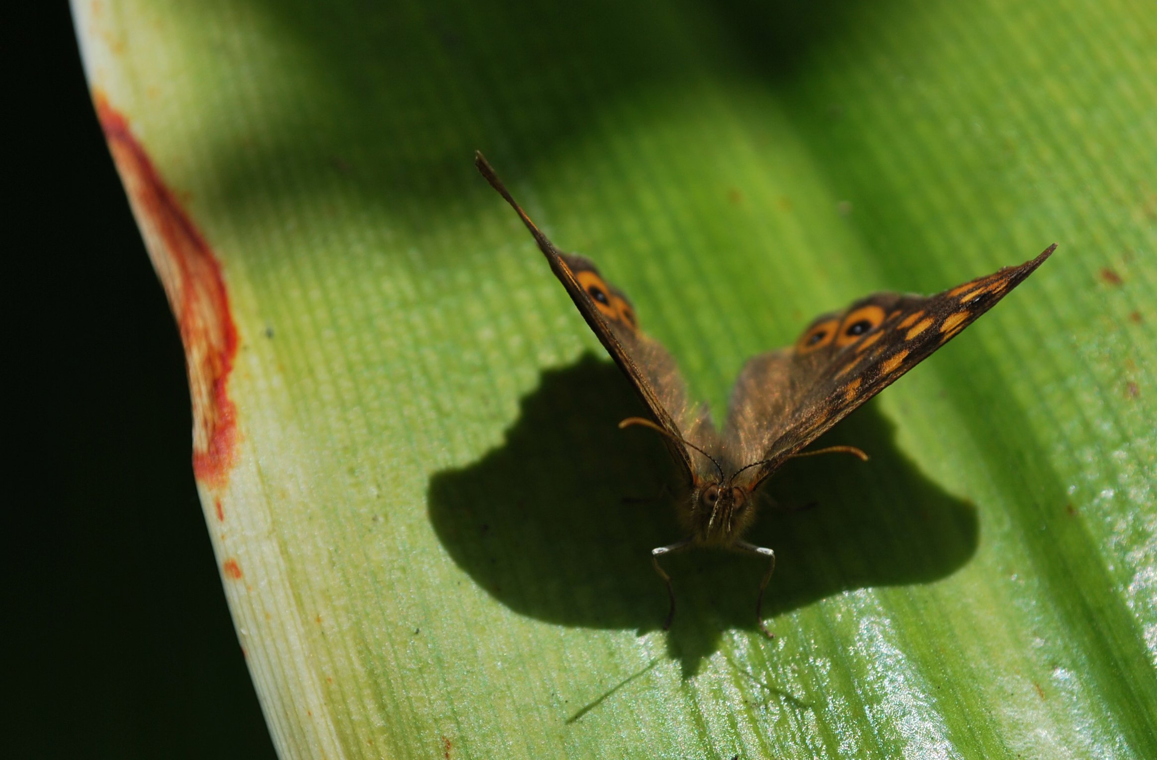 Wallpapers Animals Insects - Butterflies Papillon fait la pose !!