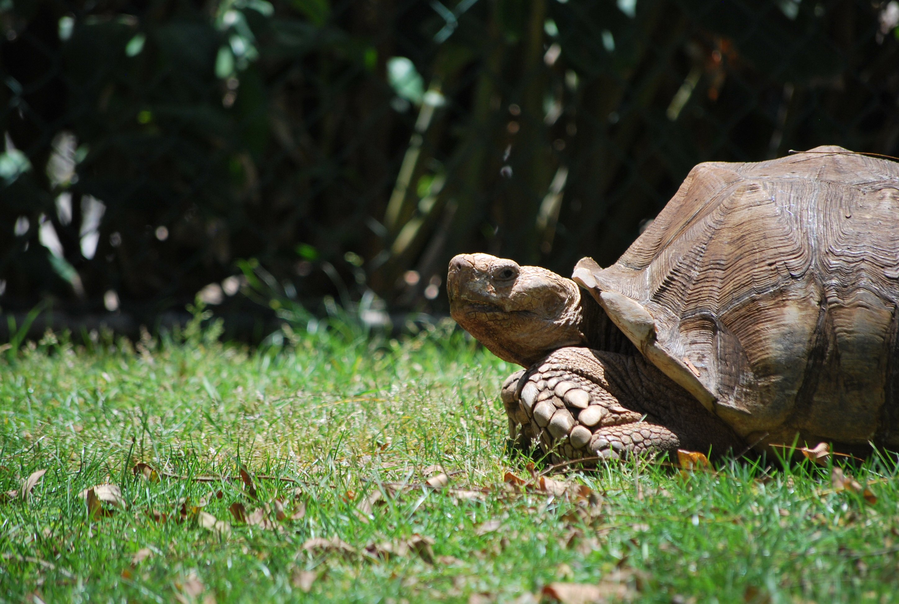 Fonds d'cran Animaux Tortues Tortue  vos marques !!!