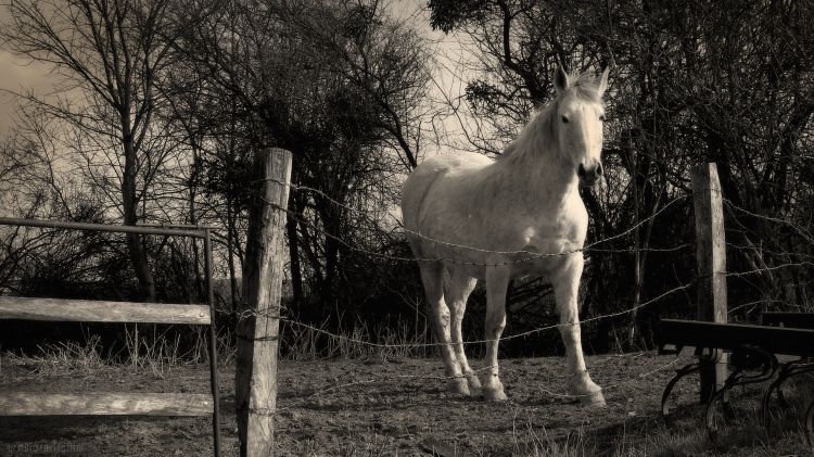 Wallpapers Animals Horses Printemps marcher.