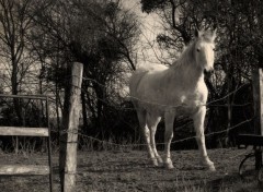  Animaux Printemps marcher.