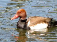  Animaux un canard