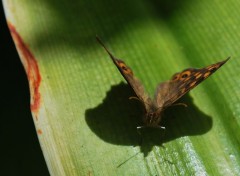  Animaux Papillon fait la pose !!