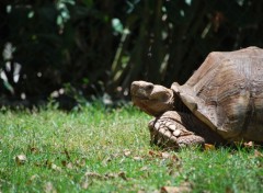  Animaux Tortue  vos marques !!!