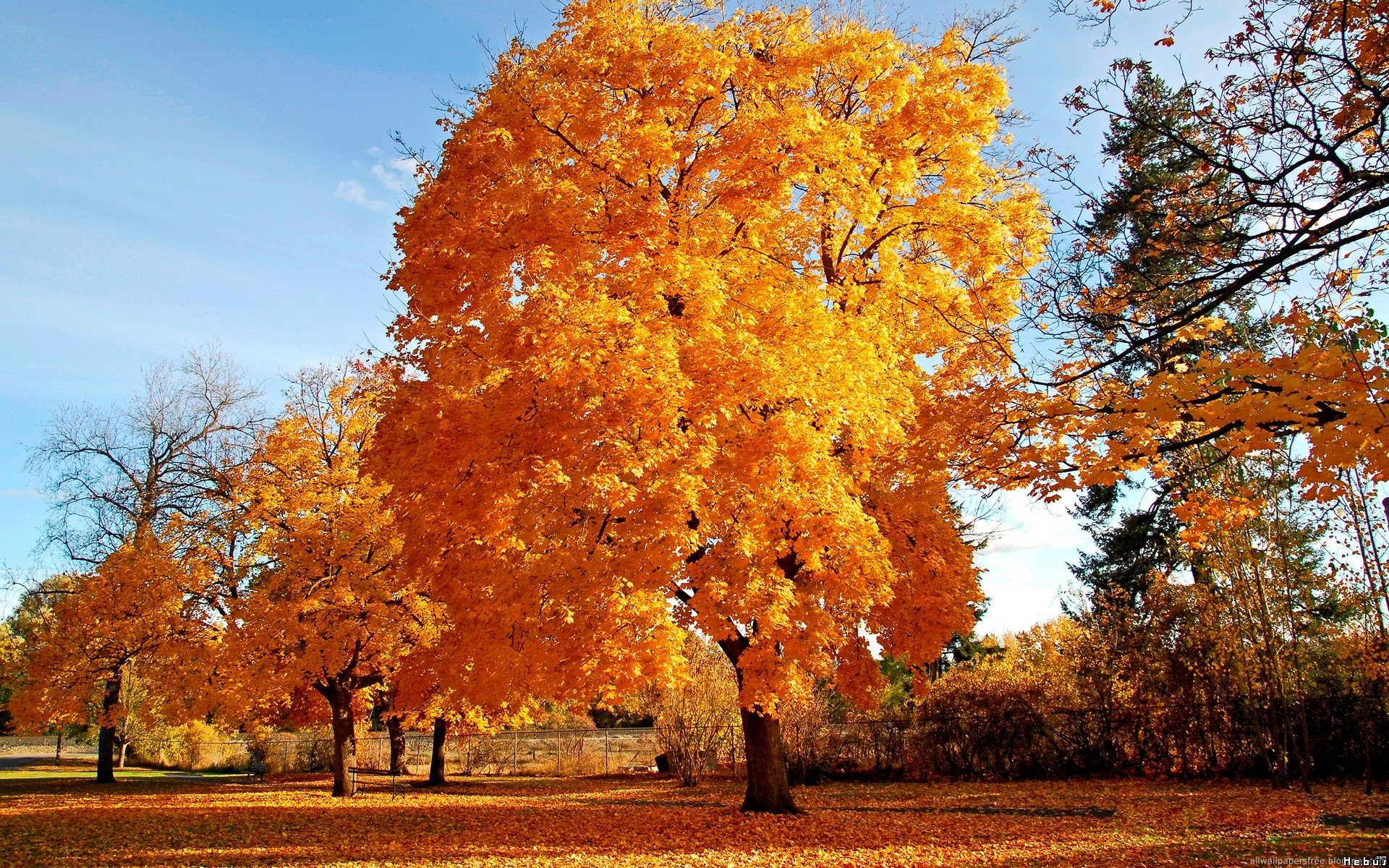 Wallpapers Nature Trees - Forests 