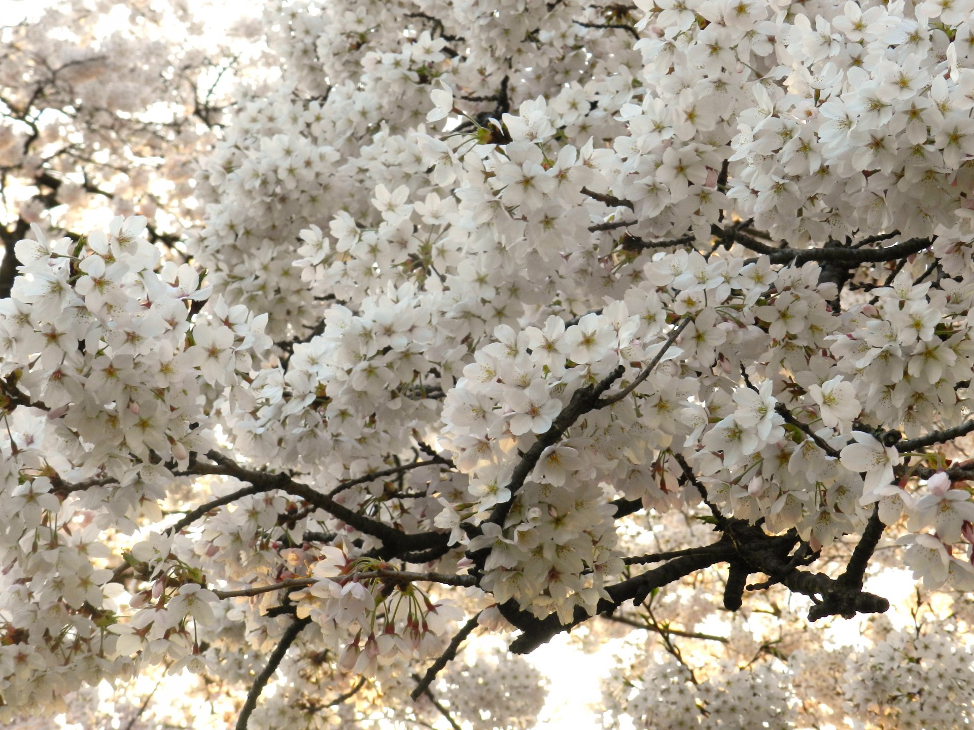 Fonds d'cran Nature Fleurs 