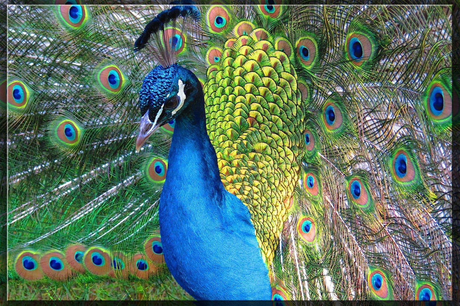 Wallpapers Animals Birds - Peacocks Paon  Bagatelle